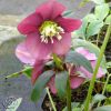 Helleborus Ballard Strain